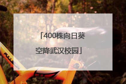 400株向日葵空降武汉校园